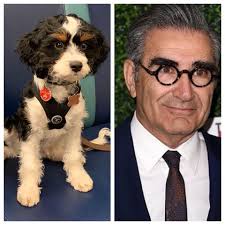 Mistaken for, yes. Look alike, absolutely. Star of the hit comedy show  Schitt's Creek, quite possibly, you decide. #LookAlikeChallenge