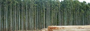 .trees in monoculture are often favoured over native, multispecies tree plantations and secondary forests. Large Scale Monoculture Tree Plantations Wrm In English