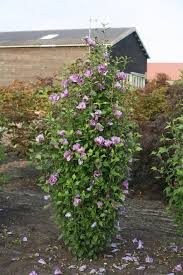 The shrubs have a compact, upright growth pattern when young, but tend to spread out as they age. Purple Pillar Rose Of Sharon Hibiscus Syriacus Proven Winners