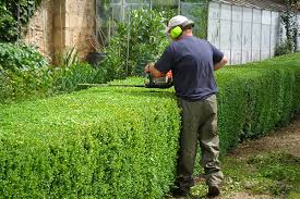 Maybe you would like to learn more about one of these? Cedar Hedge Care In Ottawa Crowe Tree Service Inc