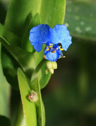 Image result for Commelina diffusa