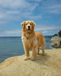 Cute Golden Retriever In 2020 Best Dog Training Golden Retriever Dog Training