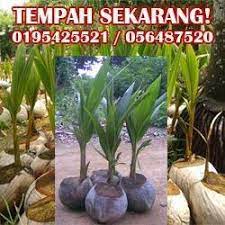 Pembekal benih kelapa matak, mataq, matag. Jualan Anak Benih Kelapa Matag Home Facebook