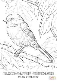 Quail (california) quail (gambel's) roadrunner (greater) robin (american) rooster; Maine State Bird Coloring Page Free Printable Coloring Pages Bird Coloring Pages Coloring Pages Bird Drawings