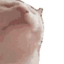 We did not find results for: Cat Transparent Gifs Tenor