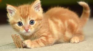 Check spelling or type a new query. Arti Mimpi Anak Kucing Islam Primbon Psikolog Siopung