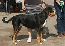 Greater swiss mountain dog puppies. Greater Swiss Mountain Dog Wikipedia