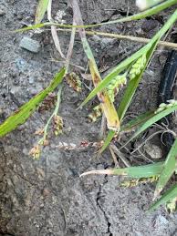 Image result for Echinochloa colona