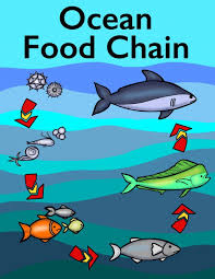 Ocean Food Chain Colouring Book Thrifty Mommas Tips Ocean Food Chain Ocean Food Food Chain