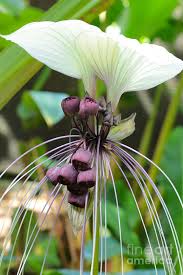 White bat flower (tacca integrifolia) white bat flower has the largest flowers of all taccas. White Bat Flower Photograph By Carol Groenen