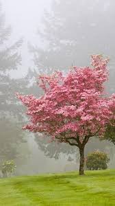 A state that without doubt deserves its millions of residents, oregon rainfall is plentiful, but inconsistent in oregon. Nash Mir V Fotografiyah 135 Our World In Photographs 135 Flowering Trees Spring Tree Beautiful Tree
