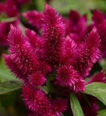 Intenz Classic Celosia Argentea Proven Winners In 2020 Purple Plants Purple Flowers House Plants