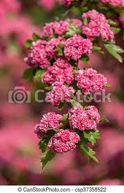 Click on note at the low right corner in the image for the infor, and there is a link to see more photos of this tree. Flowers Pink Hawthorn Tree Pink Hawthorn Flowers Pink Hawthorn Close Up Hawthorn Tree In Latin Crataegus Laevigata Canstock