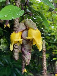 Image result for Gmelina