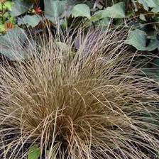 Image result for Carex tricholepis