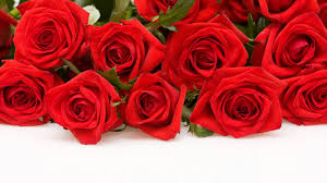 Check spelling or type a new query. Free Download Red Rose Wallpapers Red Flowers Hd Pictures One Hd 1920x1080 For Your Desktop Mobile Tablet Explore 77 Red Rose Flowers Wallpapers Rose Flowers Wallpapers Free Download Roses