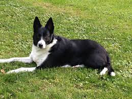 Short Hair Border Collie Border Collie Animals Collie