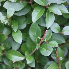 Image result for ligustrum ovalifolium
