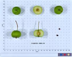 We did not find results for: Malus Ioensis