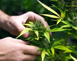 If you have a safe space to try growing weed outdoors, we recommend giving it a go! How To Grow Marijuana Outdoors Fremont College