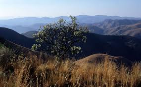 Image result for Faurea rochetiana