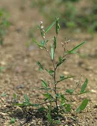 Image result for Alysicarpus zeyheri