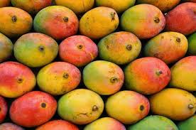 The press release highlighted that despite the high demand for mangoes in  the world market, the export volume remains low due to the non-adherence to  various international standards, including good agricultural practices,