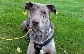 Very important to review previous chest imaging to assess for lesion properties and changes. Lung Metastases Bone Cancer Dogs A Nonprofit Organization