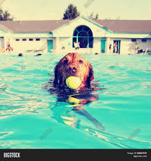 Find & download free graphic resources for instagram. Cute Dog Local Public Image Photo Free Trial Bigstock