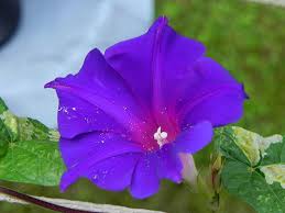 Image result for Ipomoea kituiensis