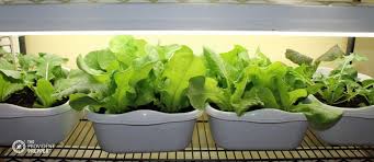 We did not find results for: How To Grow Fresh Greens Inside Your Home All Year Long The Provident Prepper