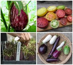 1 best johnny's selected seeds coupons and promo codes. Seed Shopping Plus Growing Eggplants And Dense Sowing With Craig Lehoullier A Way To Garden