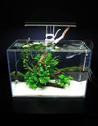 Jesse S Mini L Anubias Adventure Simply Planted Tropical Fish Aquarium Aquarium Fish Tank Aquascape Aquarium