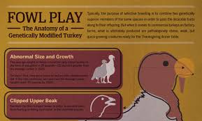 Skinny leftover turkey recipes for weight watchers. The Anatomy Of A Genetically Modified Turkey Infographic Friendseat