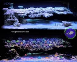 Alibaba.com offers 1,344 aquarium ornamental coral products. Anyone Decorate Their Tank With Ornaments Reef2reef Saltwater And Reef Aquarium Forum