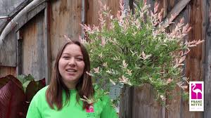 The project is installed above big concrete slabs overcoming trains in motion. Plant Of The Week Flamingo Willow Youtube