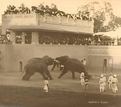 For centuries, elephant fights have been both a symbol of royal grandeur and a subject of artistic fascination. In the courts of Indian maharajas, these battles were staged for celebrations like a