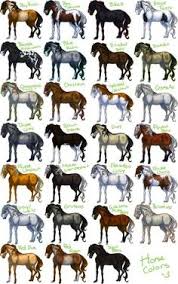 29 best horse breed chart images horse breeds horses