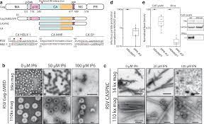 The homeowners used drywall, lattice strips, and metallic paint . Structure Of The Mature Rous Sarcoma Virus Lattice Reveals A Role For Ip6 In The Formation Of The Capsid Hexamer Nature Communications