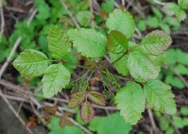 In some areas of the country (east, midwest, and south), poison ivy grows as a vine. Poison Oak Identification And Rash Treatment The Old Farmer S Almanac
