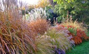 Wächter, beschützer, schattenspender oder exotischer blickfänger? Pflanzen Samereien Zwiebeln Das Bambus Ziergras Hat Nicht Jeder Im Garten Riesige Wunderschone Grasbuschel Maybrands Com Ng