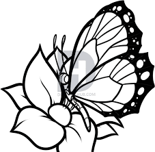 If you've ever wondered how to draw a butterfly, read on for basic techniques you can put into practice that will make you a butterfly line drawing expert in no time. Fantasy Flowers Butterfly Flowers Drawing