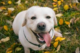White Labrador All You Need To Know About The White Lab Labrador Loving Souls