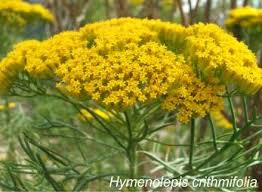 Image result for Athroisma stuhlmannii