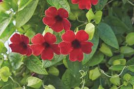 Image result for Thunbergia annua