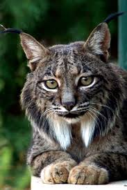 Lynx Adorable 3 3 Animals Animals Wild Big Cats