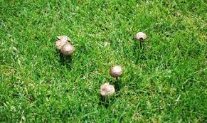 Worried by the appearance of toadstools or mushrooms in your new lawn? Toadstools And Fungi In Turf And How To Deal With Them