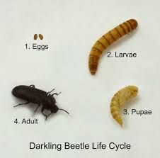 Beetle Life Cycle Kit