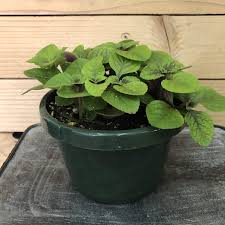 Plant database entry for swedish ivy (plectranthus verticillatus) with 20 images, 2 comments, and 32 data details. Plectranthus Swedish Ivy Purple 6 Plant The Plant Farm