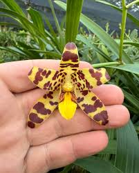 Image result for Ansellia